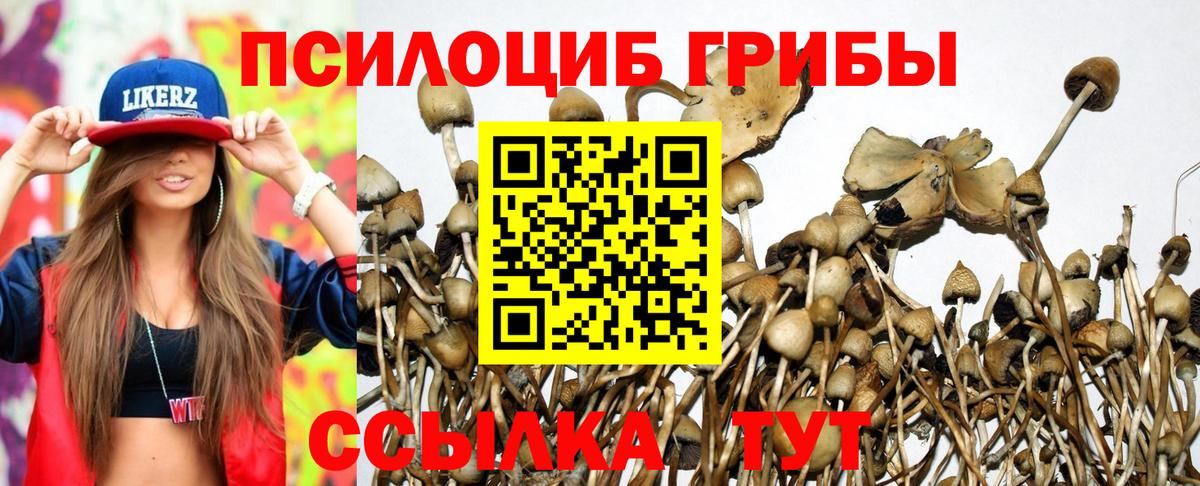 Псилоцибиновые грибы Cubensis Благовещенск