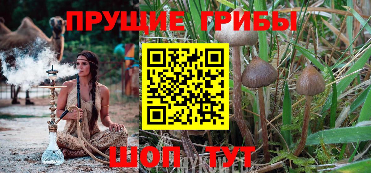 Благовещенск  Галлюциногенные грибы GOLDEN TEACHER  как найти закладки  Вход с VPN  Галлюциногенные грибы Cubensis 